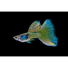 Гуппи (Poecilia reticulata)