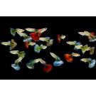 Гуппи (Poecilia reticulata)