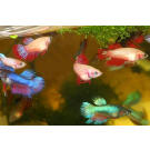 Петушок Самки 2,5-3,5см (Betta)