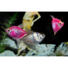 Тернеция Цветная Glo