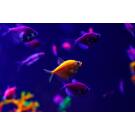 Тернеция Цветная Glo