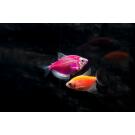 Тернеция Цветная Glo