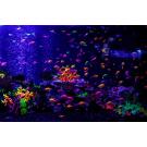 Тернеция Цветная Glo