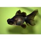 Золотая рыбка (Carassius auratus) Телескоп 5-6см