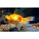 Золотая рыбка (Carassius auratus) Телескоп 5-6см