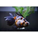 Золотая рыбка (Carassius auratus) Телескоп 5-6см