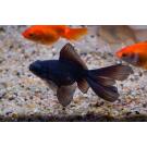 Золотая рыбка (Carassius auratus) Телескоп 5-6см