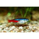 Неон Голубой (Paracheirodon innesi)