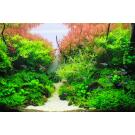 Неон Голубой (Paracheirodon innesi)