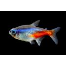 Неон Голубой (Paracheirodon innesi)