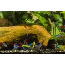 Неон Голубой (Paracheirodon innesi)