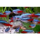 Неон Голубой (Paracheirodon innesi)