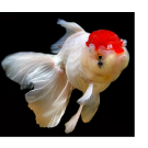 Золотая рыбка (Carassius auratus) Оранда "Красная шапочка" 5-6см