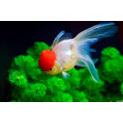 Золотая рыбка (Carassius auratus) Оранда "Красная шапочка" 5-6см