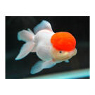 Золотая рыбка (Carassius auratus) Оранда "Красная шапочка" 5-6см