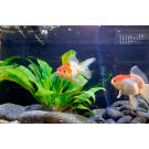 Золотая рыбка (Carassius auratus) Оранда "Красная шапочка" 5-6см