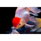 Золотая рыбка (Carassius auratus) Оранда "Красная шапочка" 5-6см