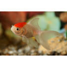 Золотая рыбка (Carassius auratus) Оранда "Красная шапочка" 5-6см