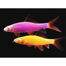 Лабео цветной Glo (Labeo)