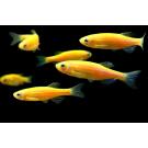 Данио Цветной Glo (Danio)