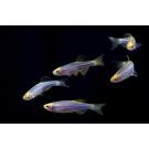 Данио Цветной Glo (Danio)