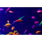 Данио Цветной Glo (Danio)