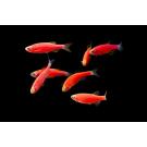 Данио Цветной Glo (Danio)