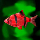 Барбус цветной GLO 2см