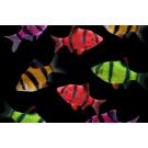 Барбус цветной GLO 2см