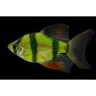 Барбус цветной GLO 2см