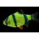 Барбус цветной GLO 2см