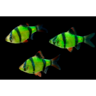 Барбус цветной GLO 2см