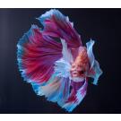 Петушок Халф Мун 5-6см (Halfmoon - Betta Splendens)