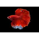 Петушок Халф Мун 5-6см (Halfmoon - Betta Splendens)