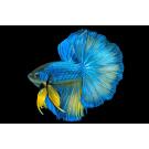 Петушок Халф Мун 5-6см (Halfmoon - Betta Splendens)
