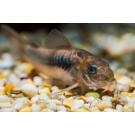 Сом Коридорас Золотистый (Corydoras)