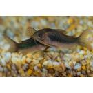 Сом Коридорас Золотистый (Corydoras)