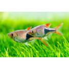 Расбора клиновидная (Rasbora heteromorpha)