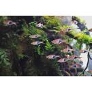 Расбора клиновидная (Rasbora heteromorpha)