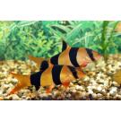 Боция Клоун (Botia macracantha)