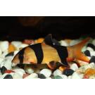 Боция Клоун (Botia macracantha)