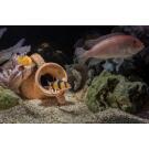 Боция Клоун (Botia macracantha)