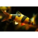 Боция Клоун (Botia macracantha)