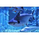 Сом Пангасиус (Pangasionodon hypophthalmus)