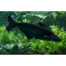 Сом Пангасиус (Pangasionodon hypophthalmus)