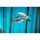 Сом Пангасиус (Pangasionodon hypophthalmus)