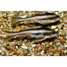 Сом Платидорас (Platydoras armatulus) 3-4см