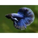 Петушок СуперДельта (Betta Super Delta)