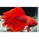 Петушок СуперДельта (Betta Super Delta)