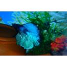 Петушок СуперДельта (Betta Super Delta)